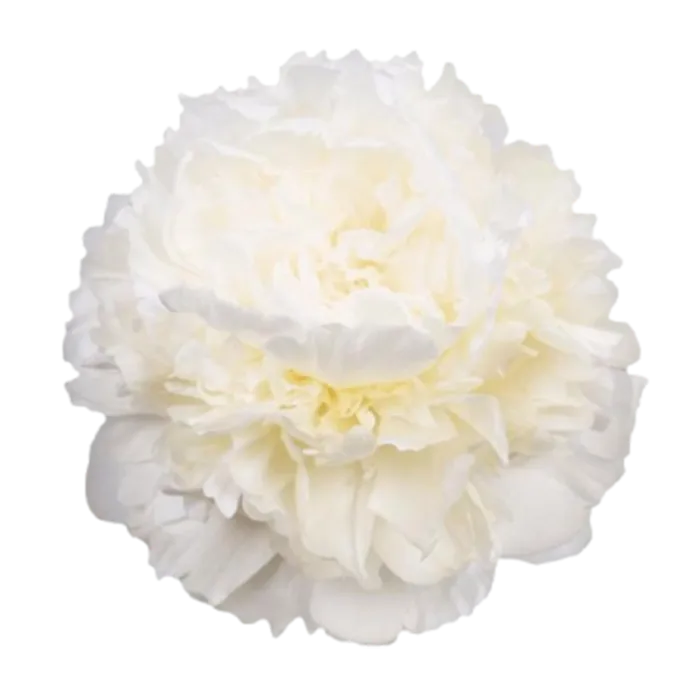 Moon Over Barrington White Peonie — ChileBlooms catalog