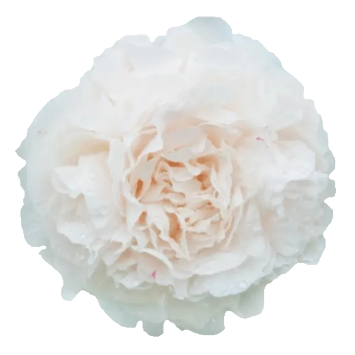 Mothers Choice Pink, White Peonie — ChileBlooms catalog