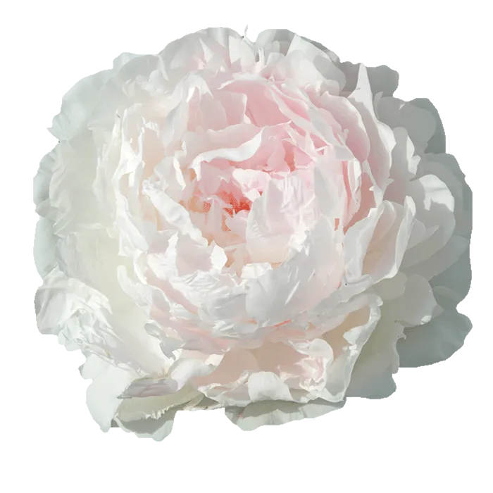 Nancy Nora Pink Peonie — ChileBlooms catalog