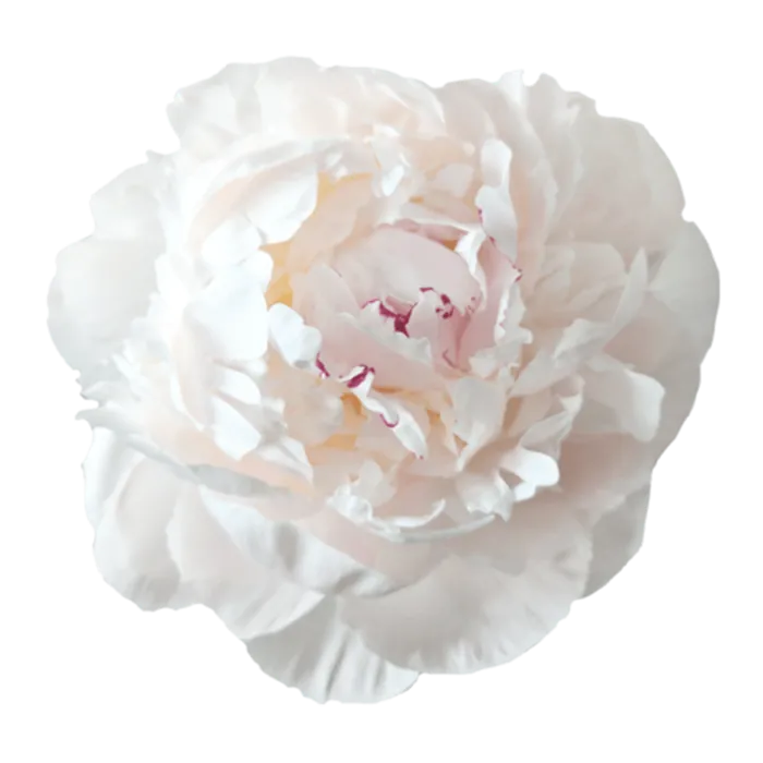 Odile White Peonie — ChileBlooms catalog