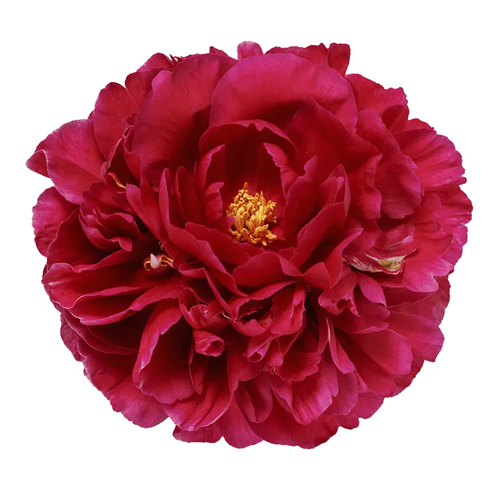 Ole Faithful Red Peonie — ChileBlooms catalog
