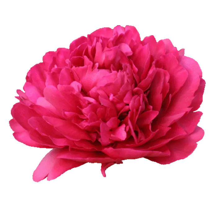 Paul Wild Red Peonie — ChileBlooms catalog