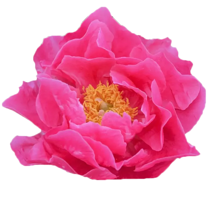 Paula Fay Pink Peonie — ChileBlooms catalog