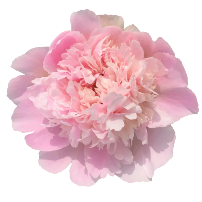 Pecher White Peonie — ChileBlooms catalog