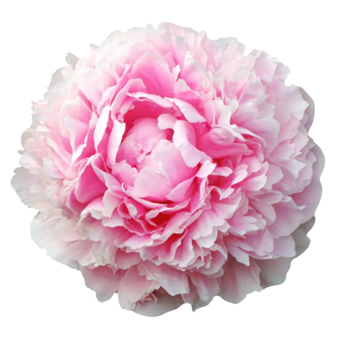 Pillow Talk Pink Peonie — ChileBlooms catalog