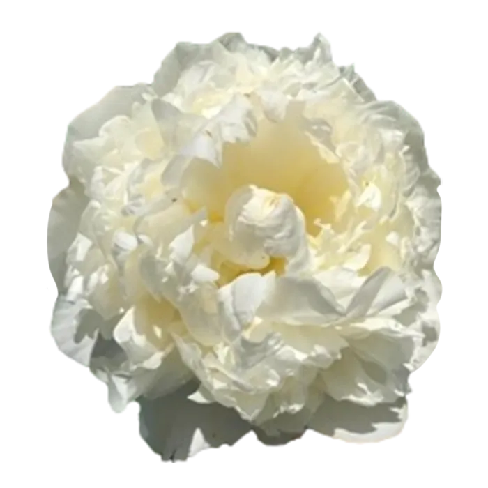 Princess Bride White Peonie — ChileBlooms catalog