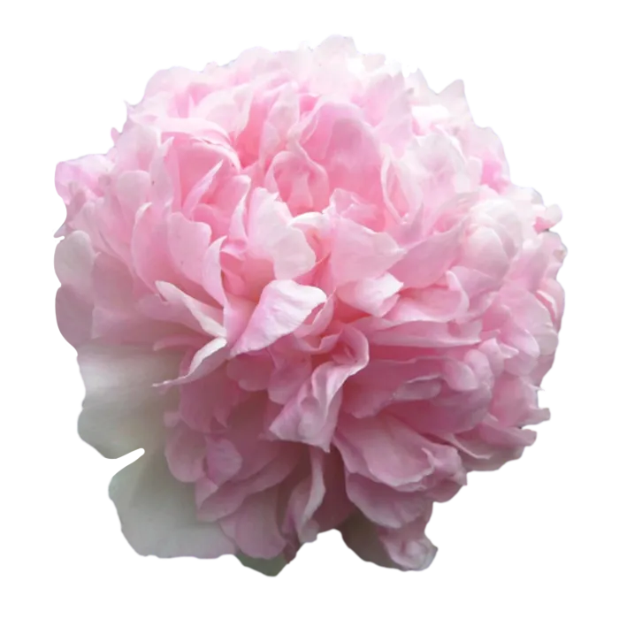 Raspberry