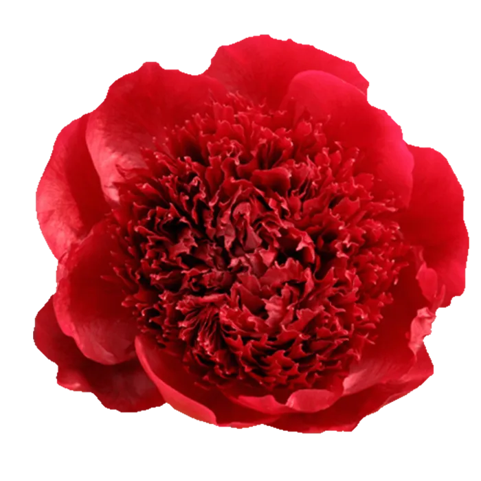 Red Charm Red Peonie — ChileBlooms catalog