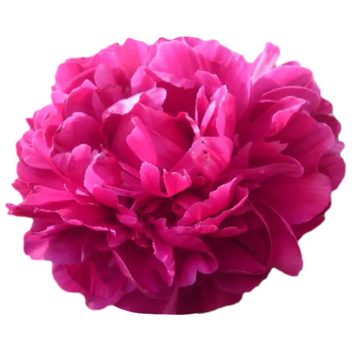 Red Sarah Bernhardt Fuchsia Peonie — ChileBlooms catalog