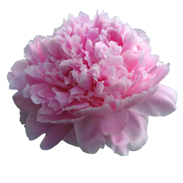 Reine Hortense Pink Peonie — ChileBlooms catalog