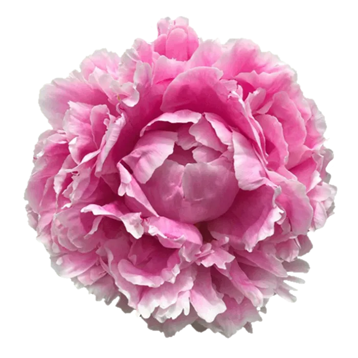 Sarah Bernhardt Pink Peonie — ChileBlooms catalog