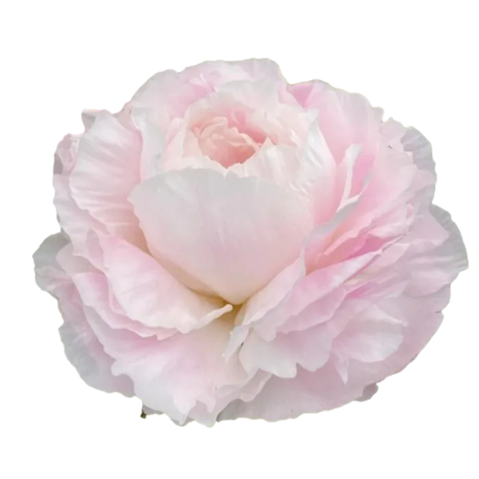 Shirley Temple White Peonie — ChileBlooms catalog
