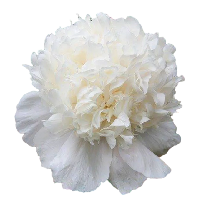 Snow Mountain White Peonie — ChileBlooms catalog