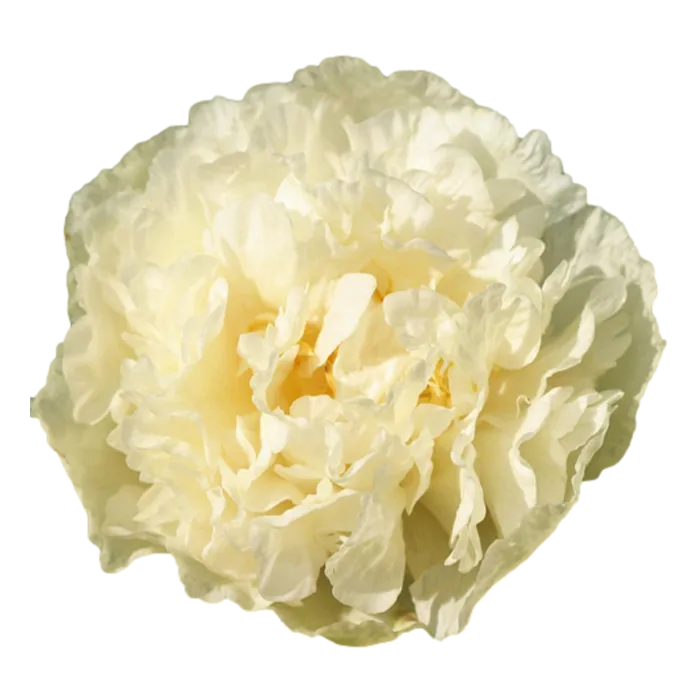 Sunny Girl Yellow Peonie — ChileBlooms catalog