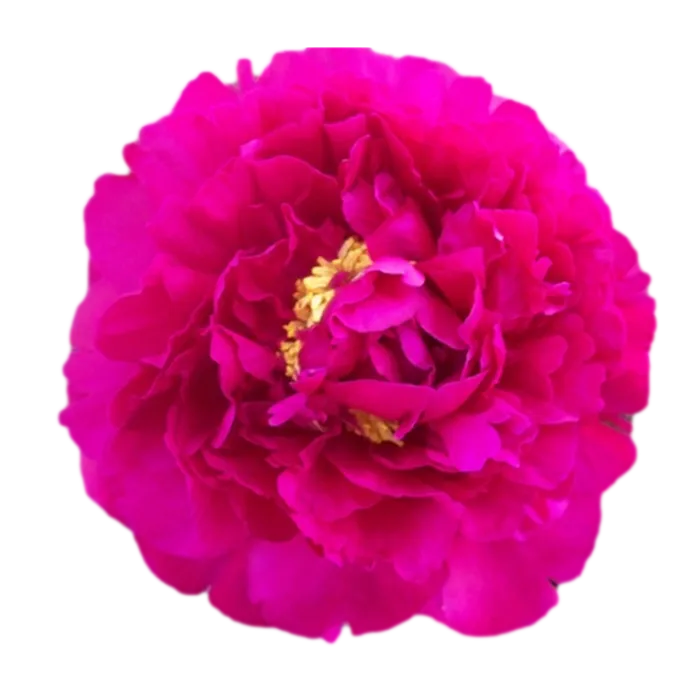 Torch Song Red Peonie — ChileBlooms catalog