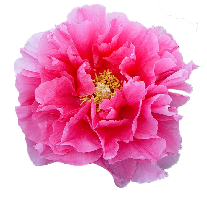 Tree Hot Pink Fuchsia Peonie — ChileBlooms catalog