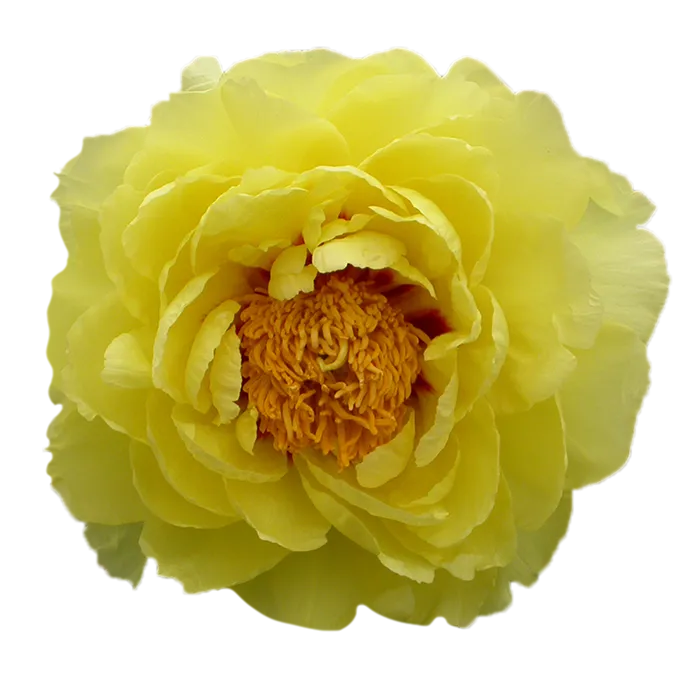 Tree Yellow Yellow Peonie — ChileBlooms catalog