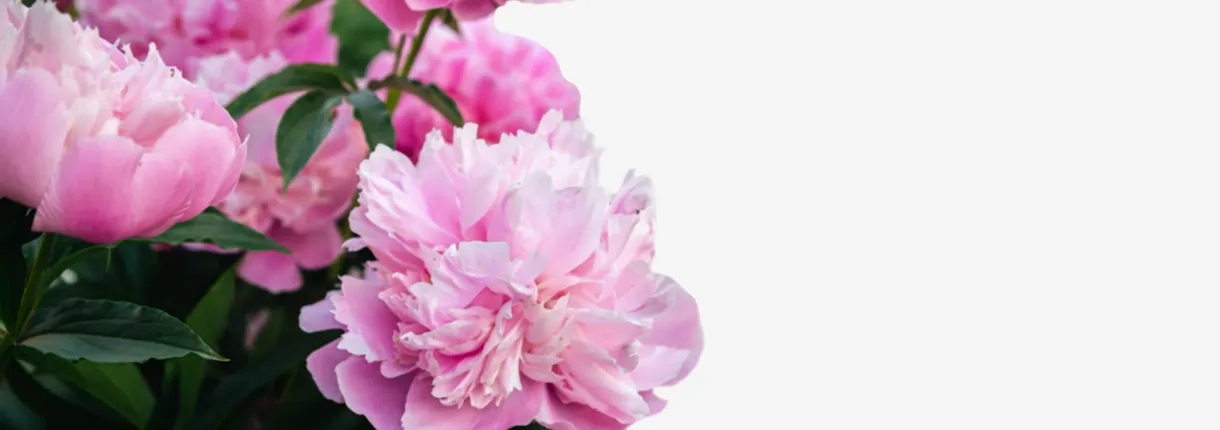 Partner with ChileBlooms